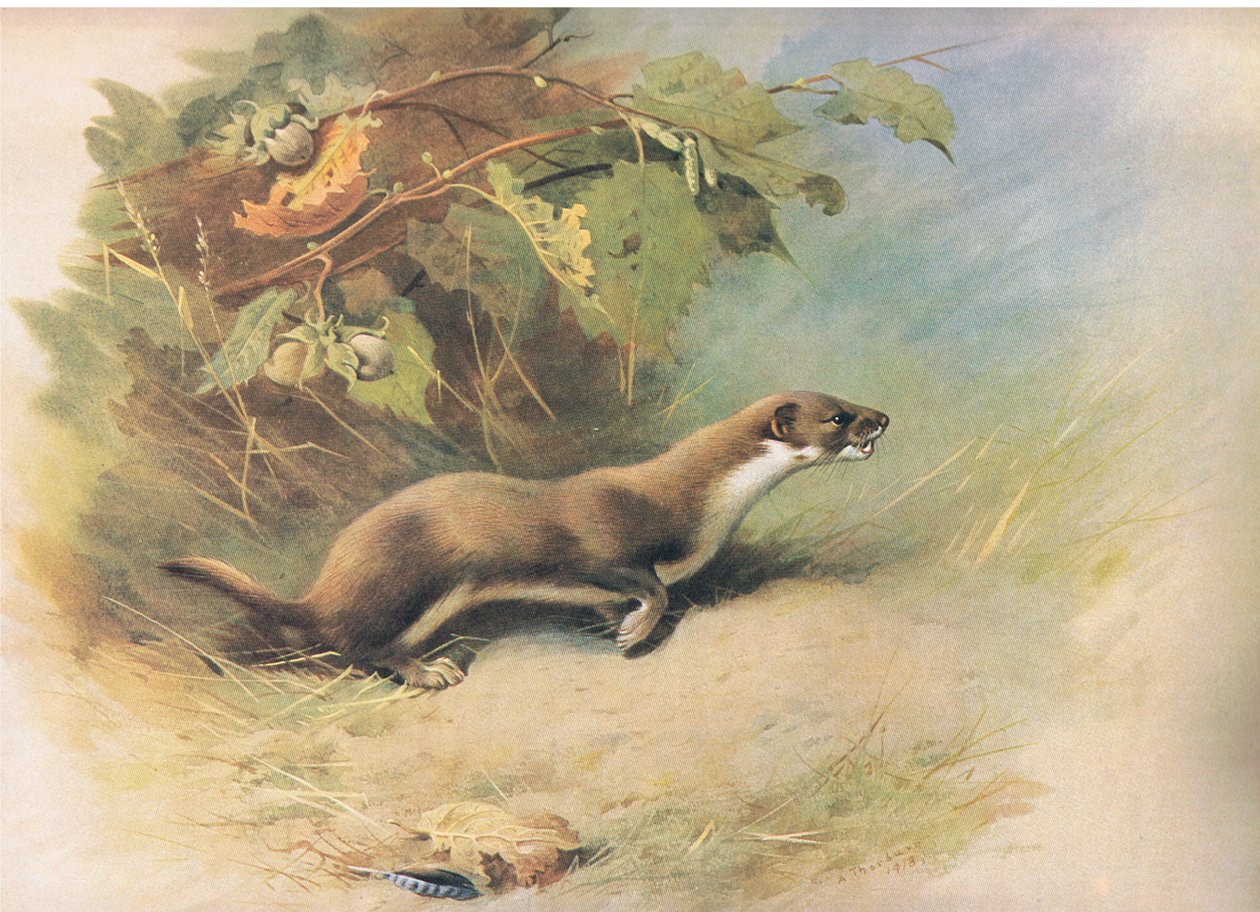 Donnola, da Mammiferi di Thorburn pubblicato da Longmans and Co, c. 1920 da Archibald Thorburn