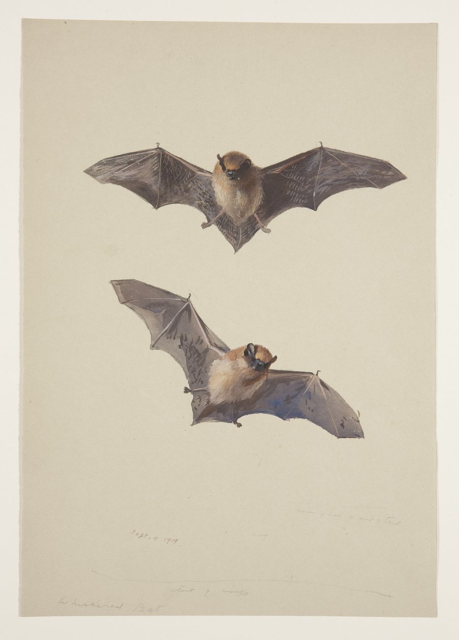 Pipistrello baffuto, c.1915 da Archibald Thorburn