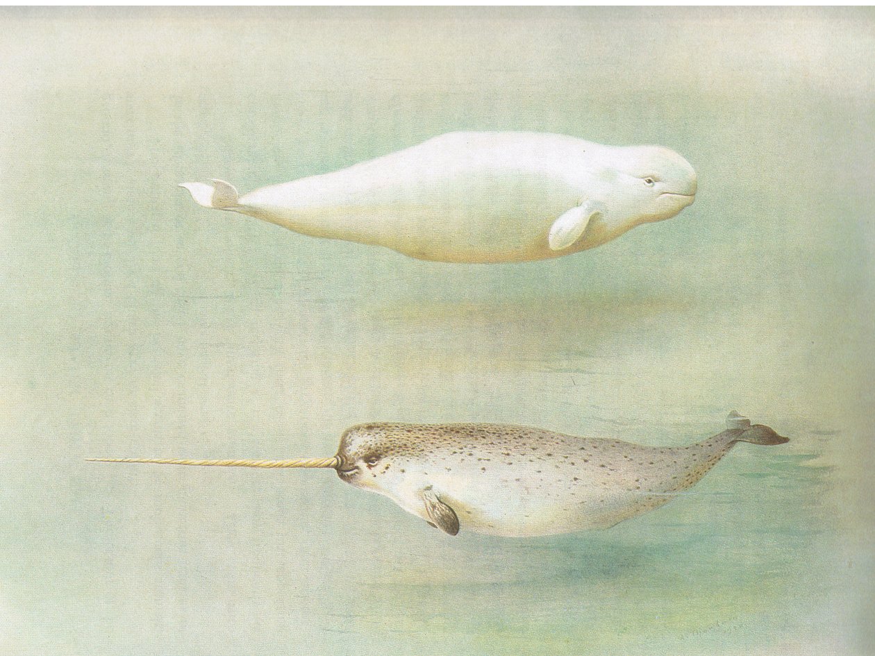 Balena bianca e narvalo, da Mammiferi di Thorburn pubblicato da Longmans and Co, c. 1920 da Archibald Thorburn