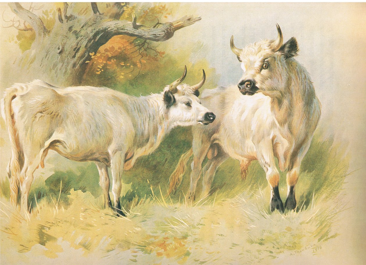 Bovini selvatici da Archibald Thorburn