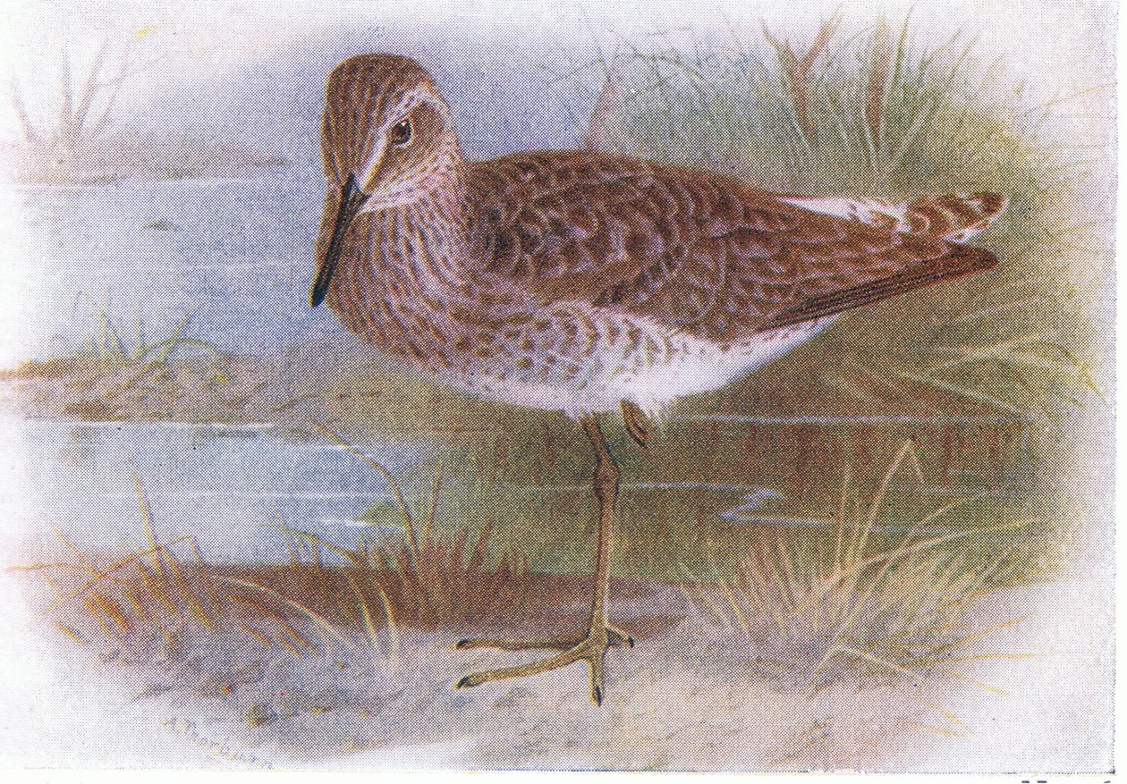 Piro piro boschereccio, da Uccelli delle isole britanniche e le loro uova pubblicato da Frederick Warne & Co Ltd, 1958 da Archibald Thorburn