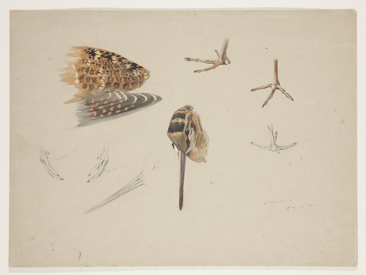 Becco, piedi e ala di beccaccia, c.1915 da Archibald Thorburn