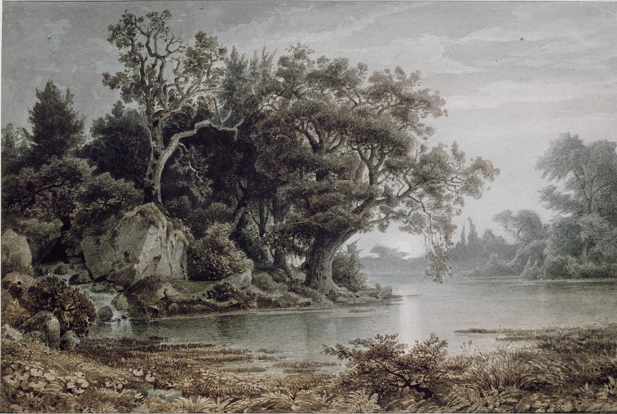 Paesaggio boschivo sull