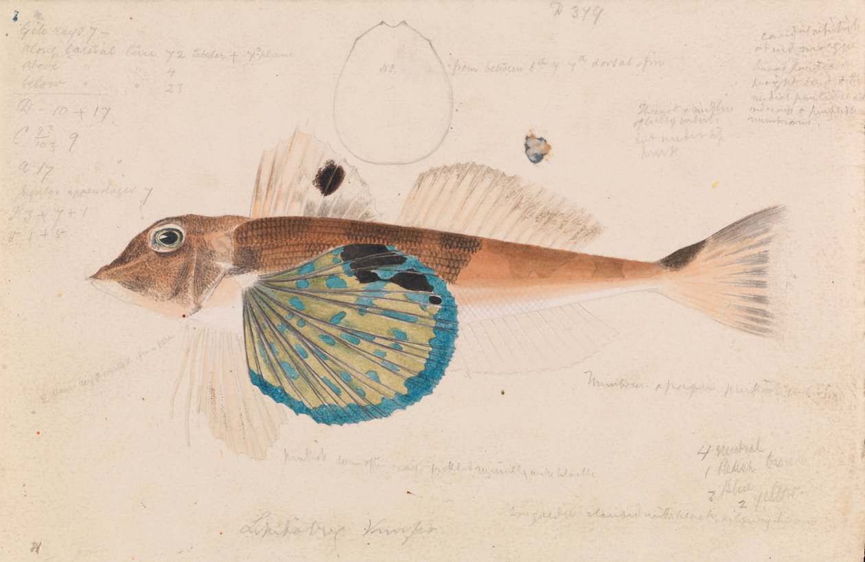 Pesce Farfalla, Lepidotrigla vanessa da Arthur Bartholomew