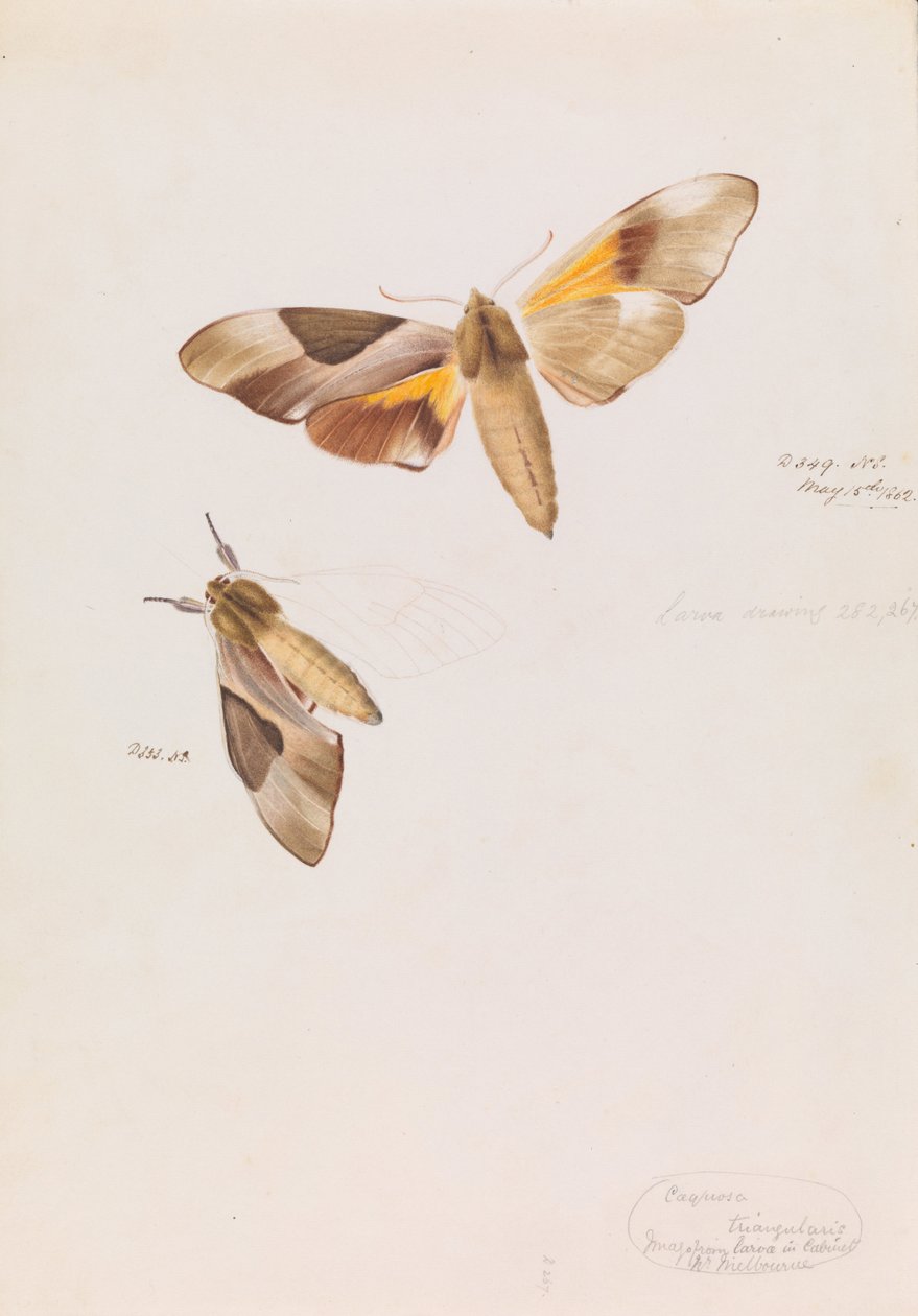 Falena a Doppia Testa, Coequosa triangularis da Arthur Bartholomew