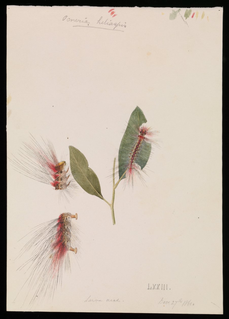 Rose Anthelid, Chenuala helispis da Arthur Bartholomew