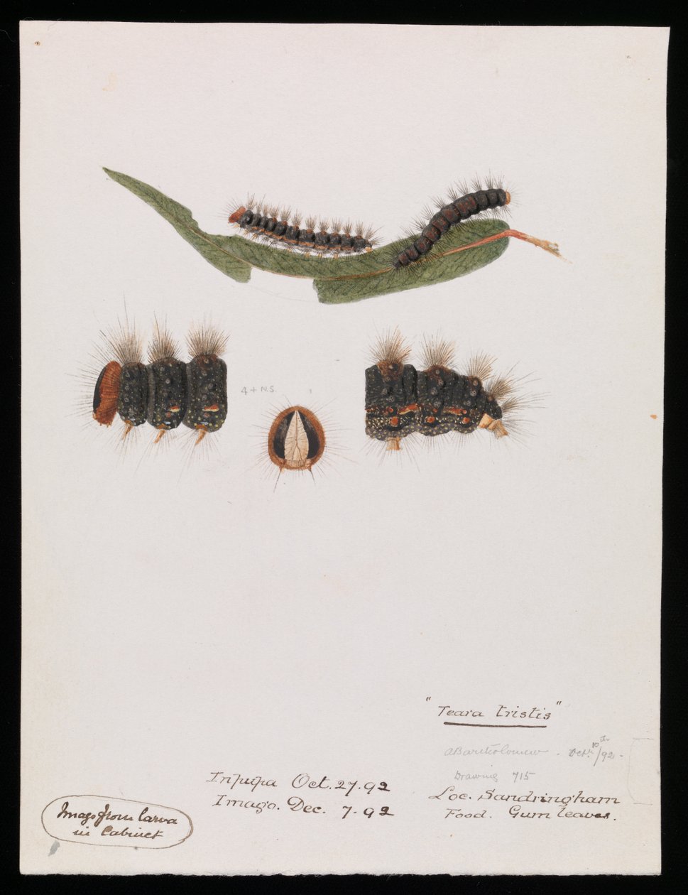 Bruco, Epicoma contristis, Teara tristis da Arthur Bartholomew