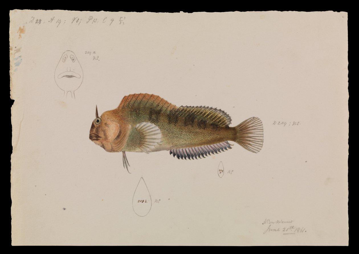 Blennio della Tasmania, Parablennius tasmanianus da Arthur Bartholomew