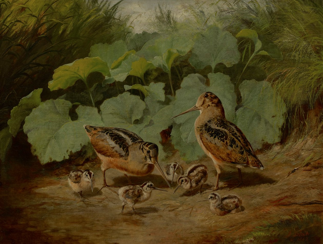 Beccaccia e Giovani da Arthur Fitzwilliam Tait