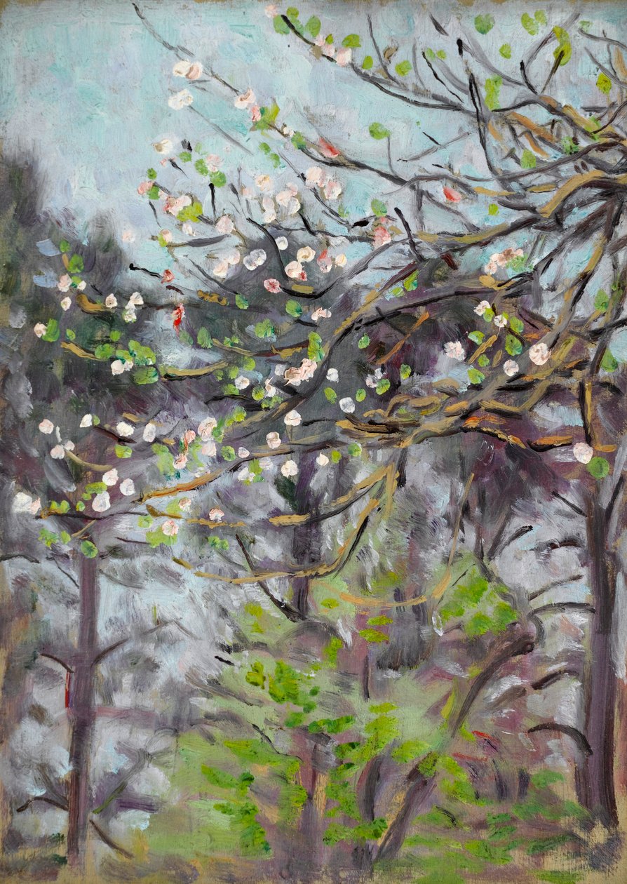Ciliegio in fiore con pini sullo sfondo da Arthur Haythorne Studd