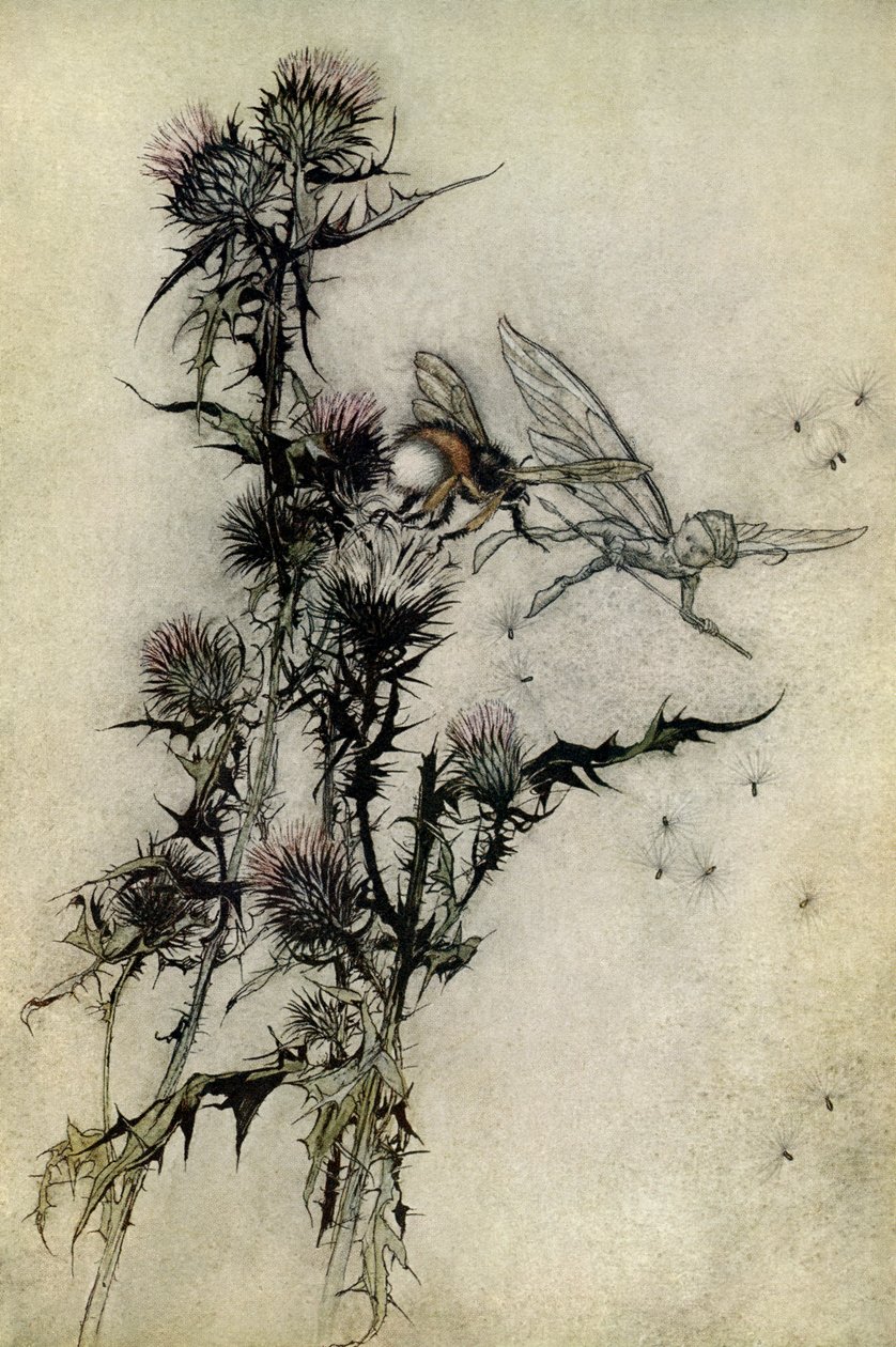 Sogno di una notte di mezza estate da Arthur Rackham