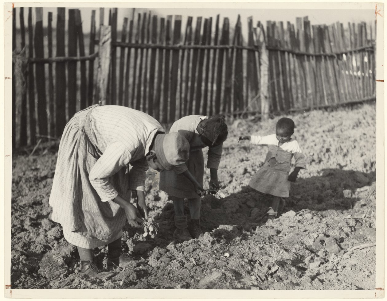 Al lavoro nel giardino, Gee