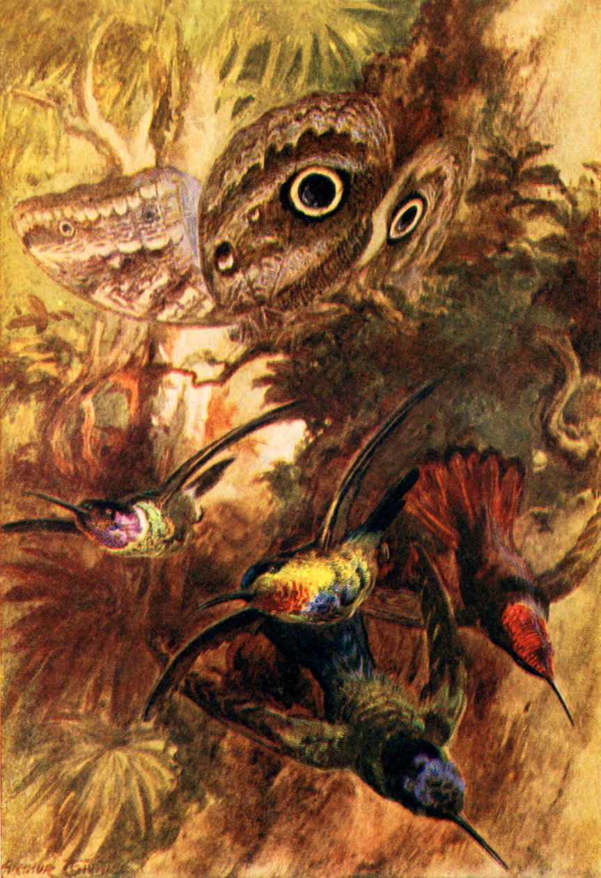 La farfalla gufo (litografia a colori) da Arthur Twidle