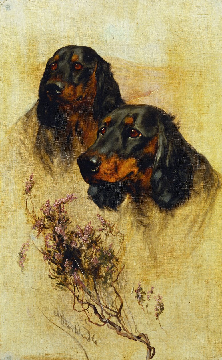 Due Setter Gordon da Arthur Wardle