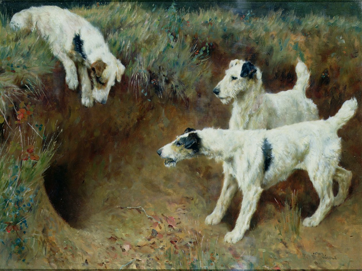 Fox terrier a pelo ruvido vicino a una tana di tasso da Arthur Wardle