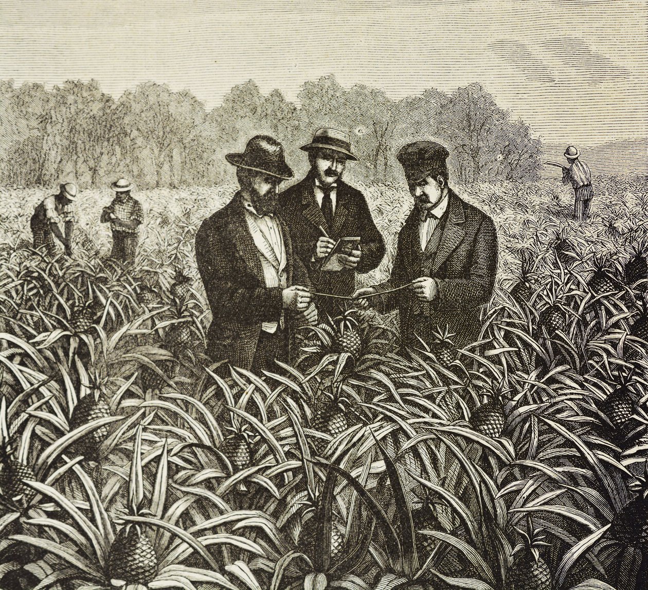 Inghilterra (XIX secolo). Colonizzazione (1880). Piantagione di ananas alle Bahamas. Colonia inglese nell