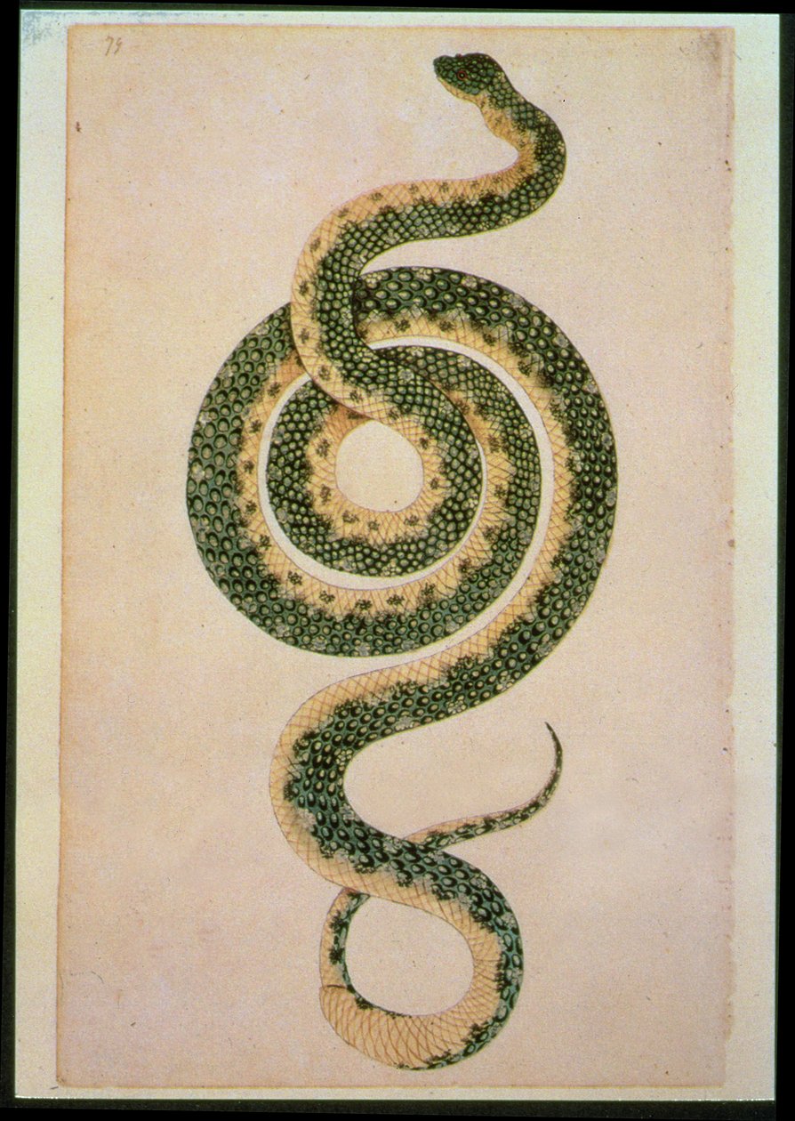 Serpente (incisione) da Artist Unknown