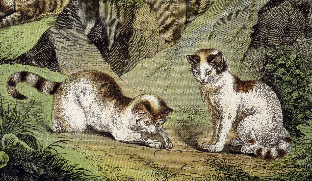 Due gatti che giocano (incisione) da Artist Unknown