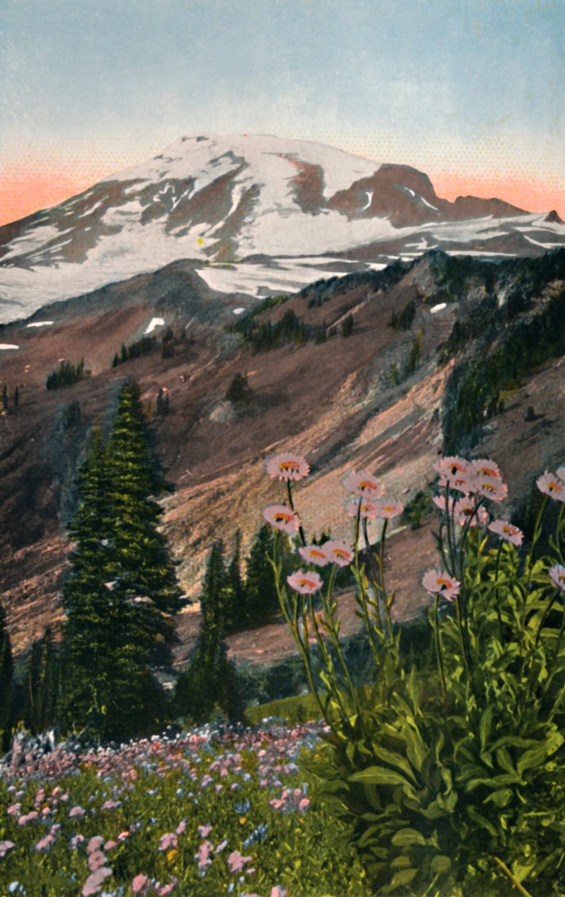Astri viola, nel Parco Nazionale del Monte Rainier, c1916 da Asahel Curtis