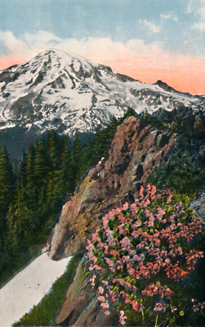 La primula sul Monte Rainier, c1916 da Asahel Curtis