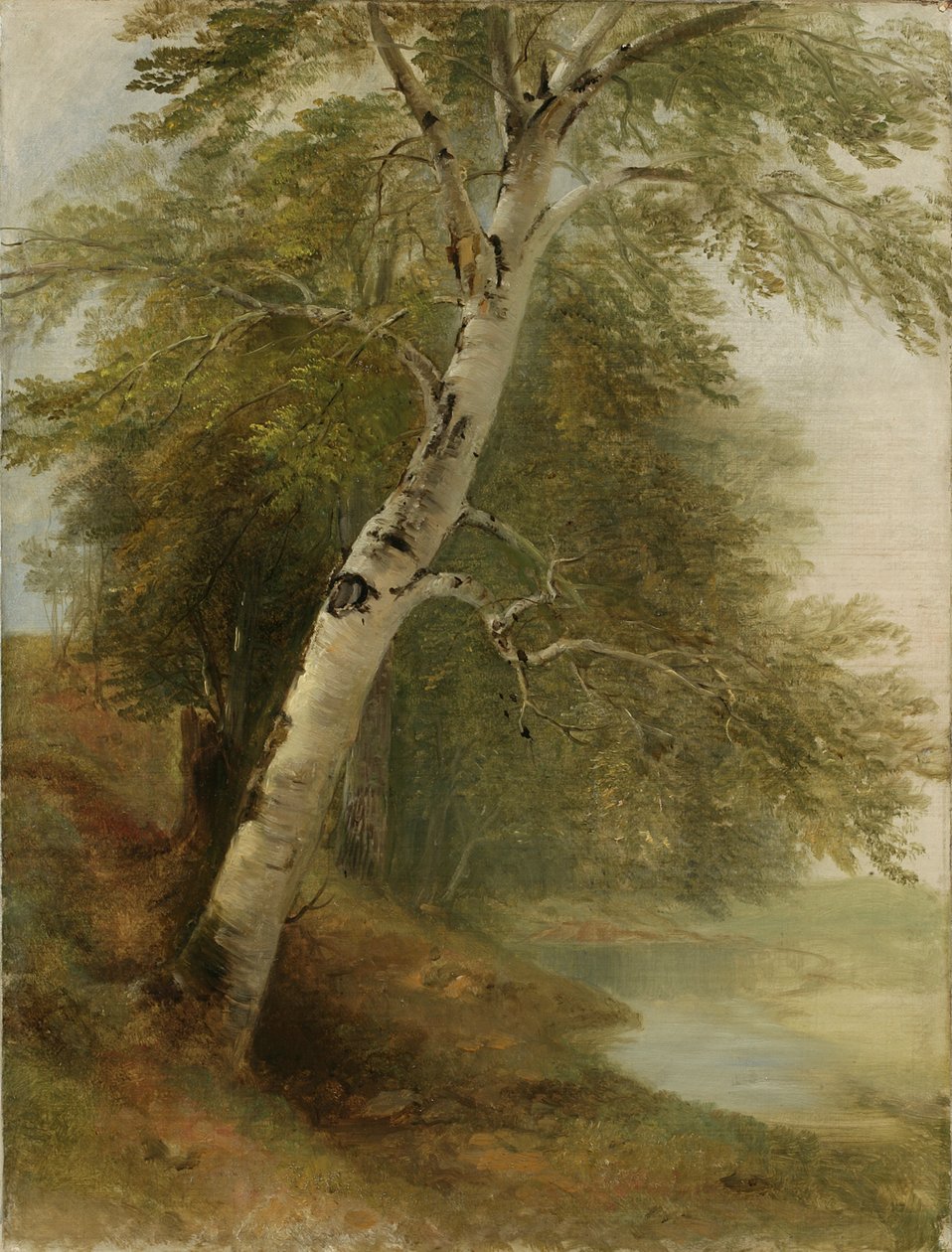 Studio della natura: una betulla, 1860 da Asher Brown Durand