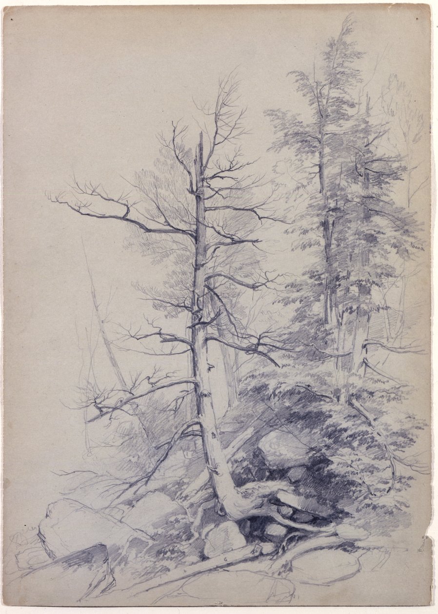 Studio di alberi e rocce, Monti Catskill, New York, 1849 da Asher Brown Durand