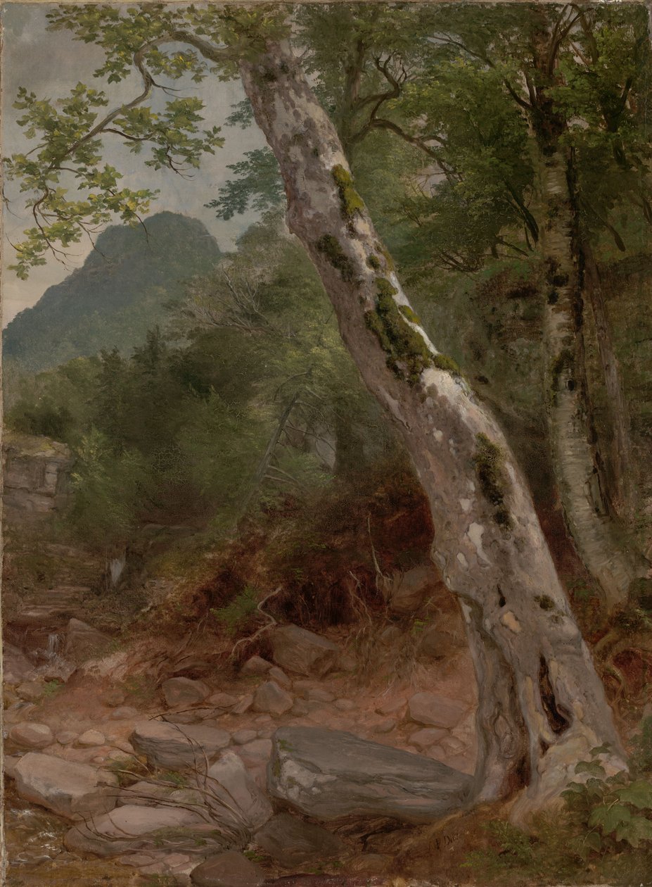 Un sicomoro, Plaaterkill Clove (Il sicomoro, Kaaterskill Clove) da Asher Brown Durand