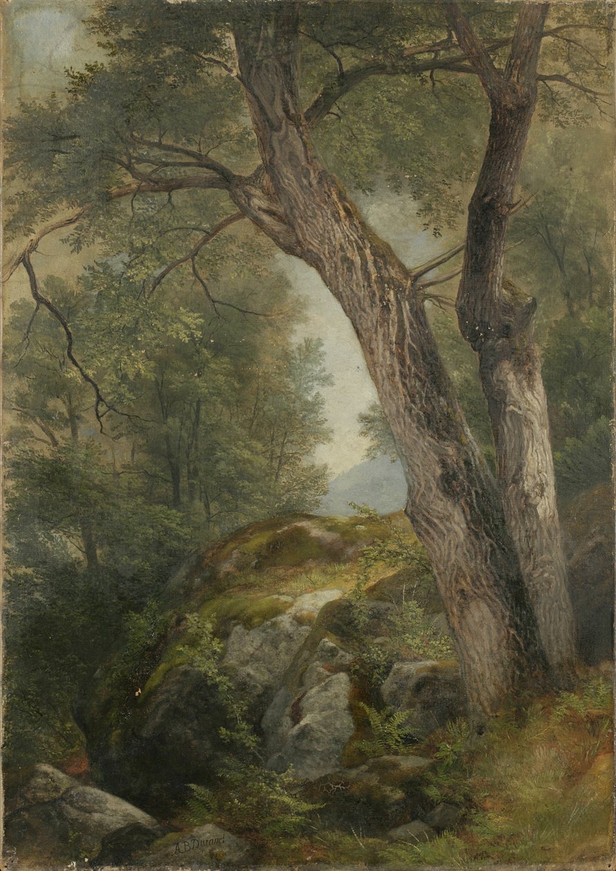 Albero di noce a Hague, Lake George, NY, 1862 da Asher Brown Durand