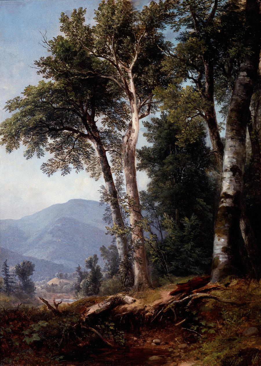 Paesaggio boschivo, 1850 circa (olio su tela) da Asher Brown Durand