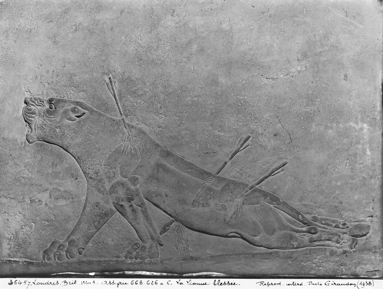 Leonessa ferita, dettaglio da un pannello di rilievo che raffigura Assurbanipal II che uccide leoni, dal Palazzo di Assurbanipal II, Nimrud, Iraq, Neo-Assiro, 668-627 a.C. da Assyrian