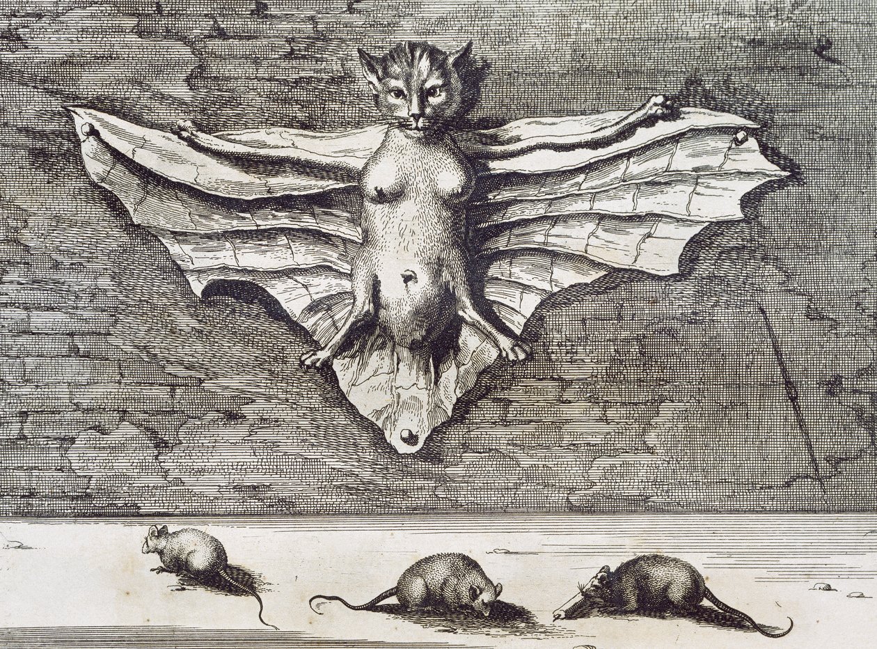 Cattus volans, 1667 da Athanasius Kircher