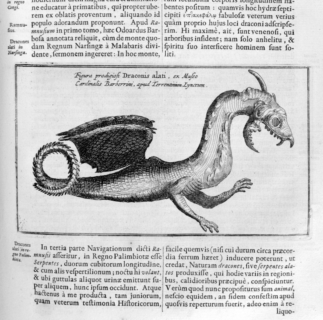 Drago, 1678 da Athanasius Kircher