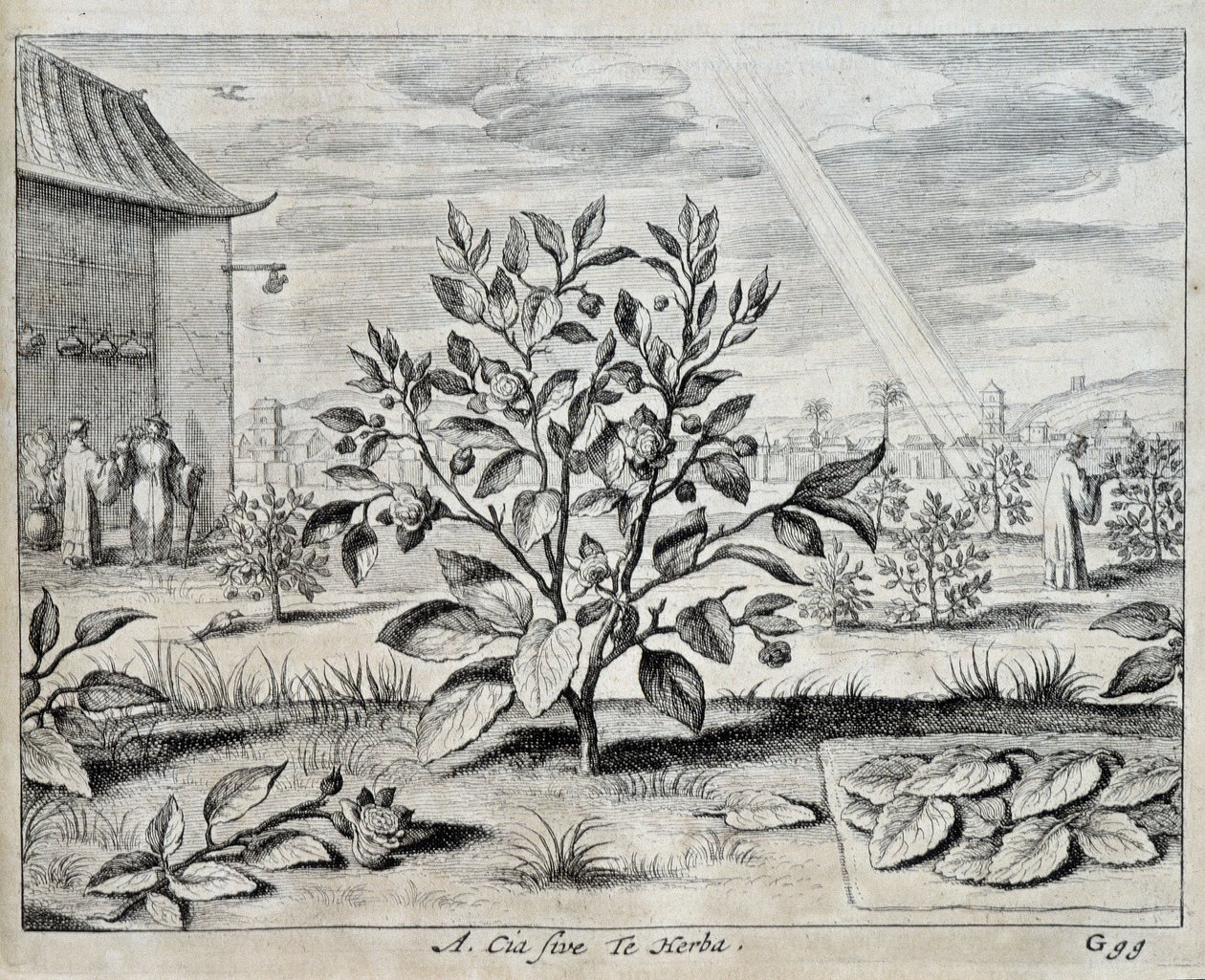 Il camellia - in 