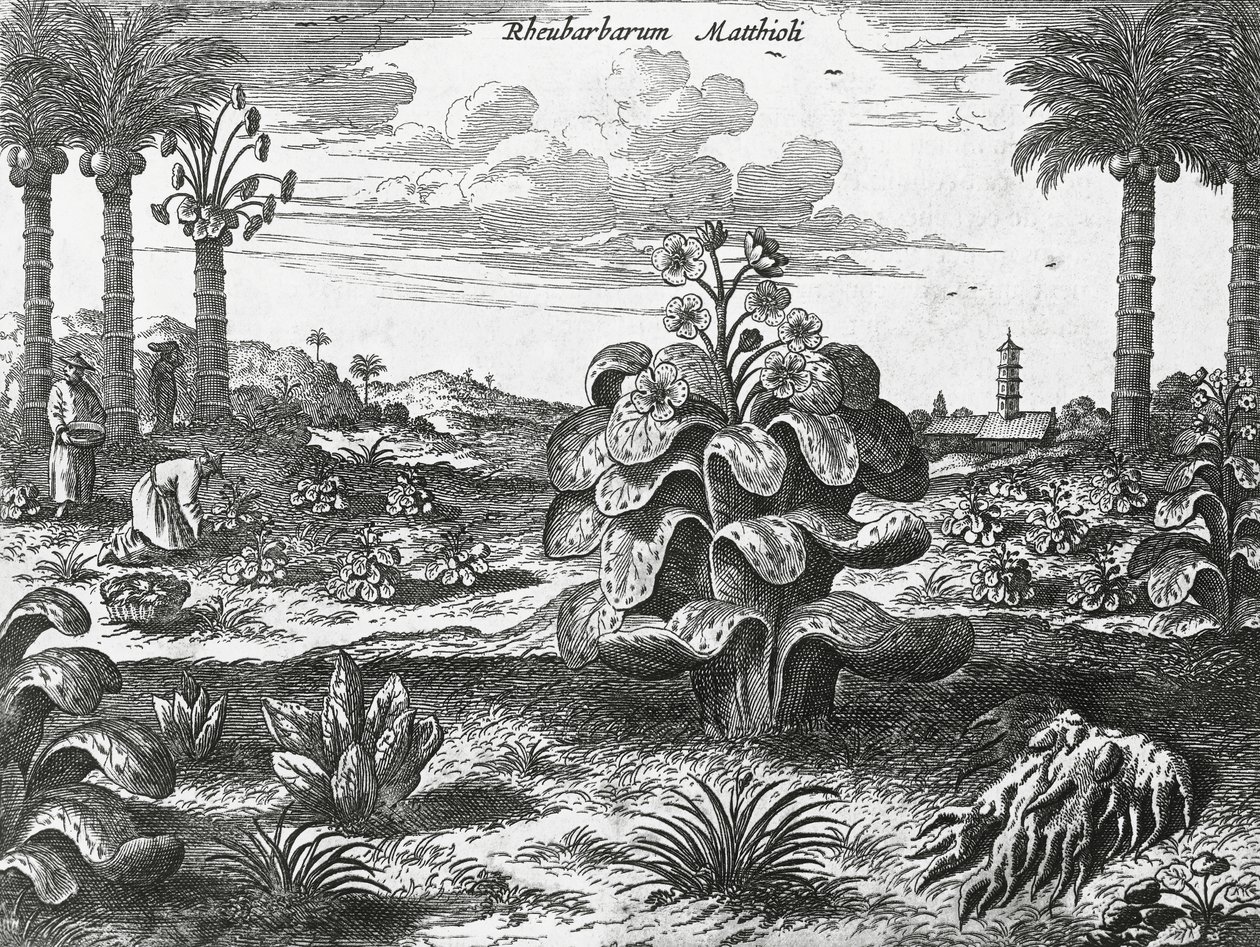 Pianta di rabarbaro, incisione da monumenti della Cina da Athanasius Kircher