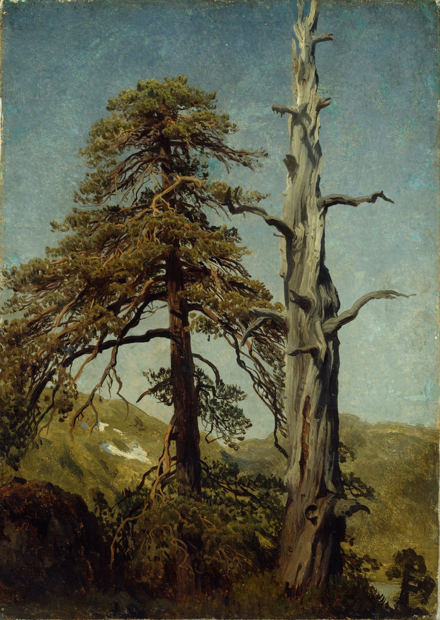 Studio degli alberi da August Cappelen
