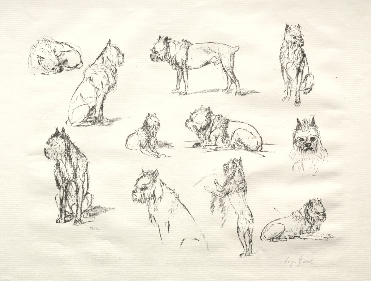 Studio di Cani da August Gaul