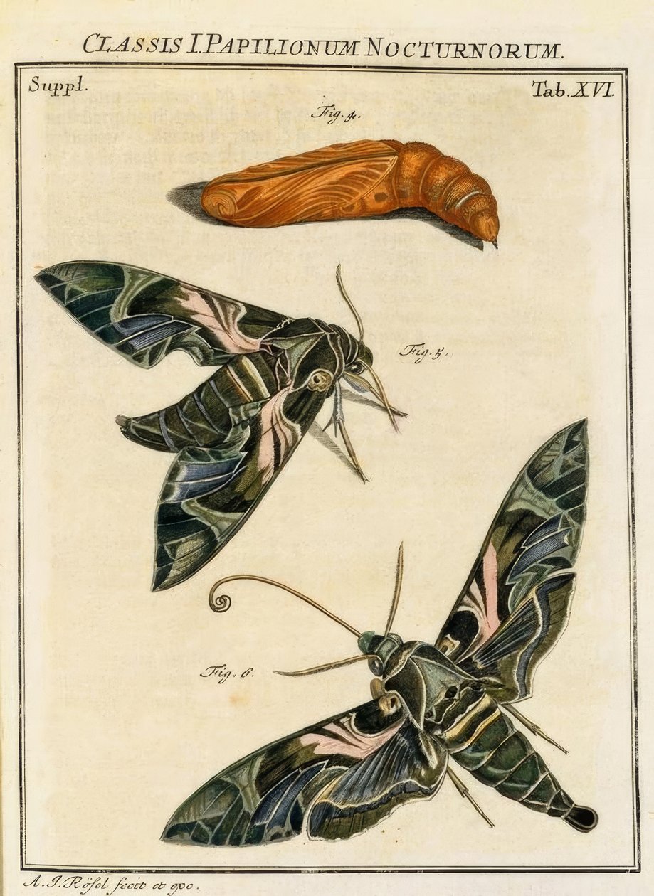 Farfalla Daphnis neri da August Johann Rösel von Rosenhof