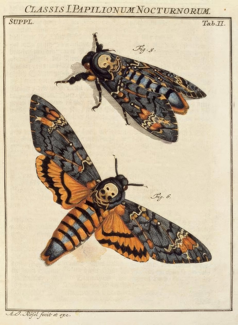 Farfalla, Testa di morto / Rösel v. R. da August Johann Rösel von Rosenhof