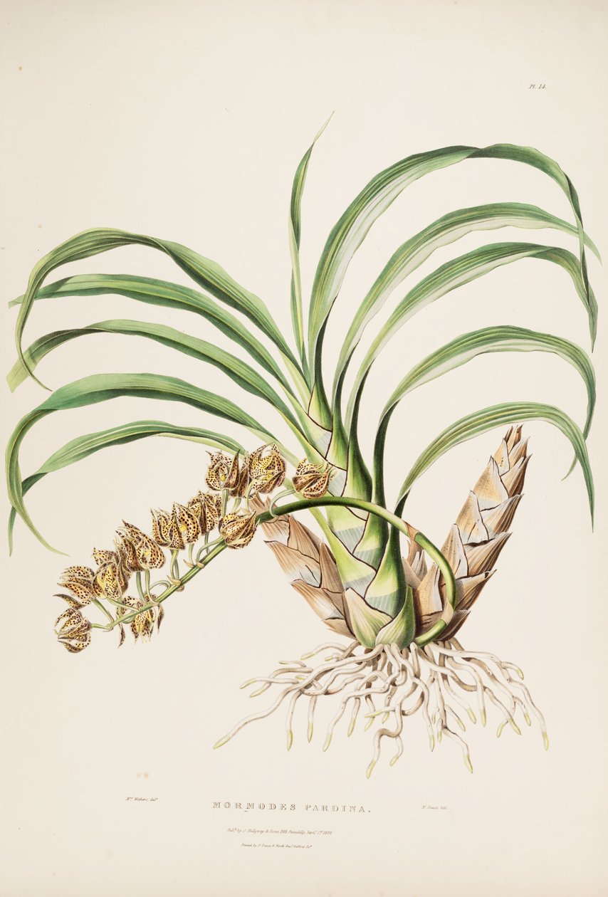 Illustrazione di Mormodes maculata var. maculata (come sin. Mormodes pardina) da Augusta Innes Withers