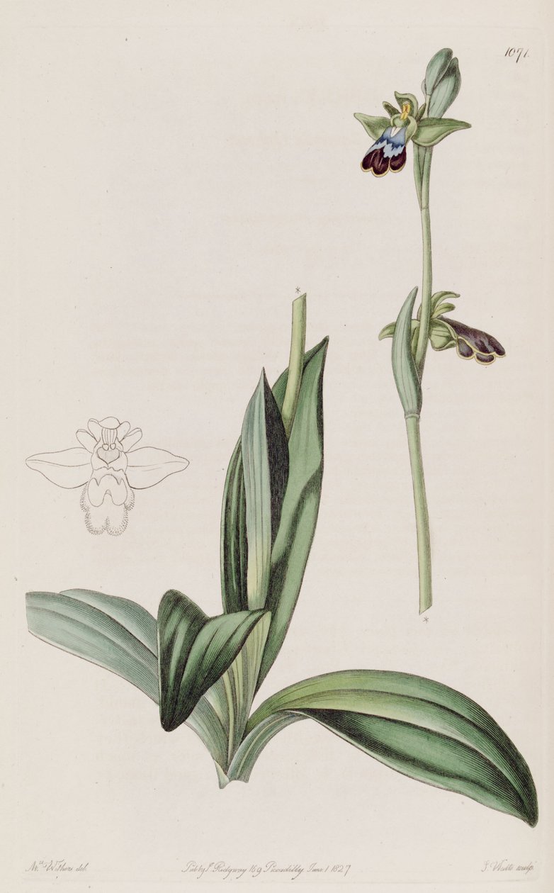 Illustrazione di Ophrys fusca da Augusta Innes Withers