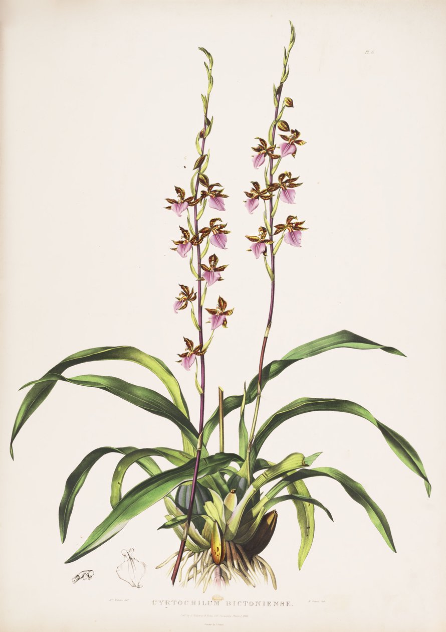 Illustrazione di Rhynchostele bictoniensis (come sin. Cyrtochilum bictoniense) da Augusta Innes Withers