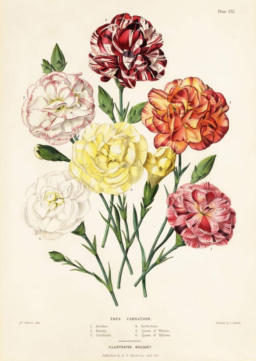 Varietà di garofani arborei, Dianthus caryophyllus: Ariadne 1, Bellezza 2, Garibaldi 3, Perfezione 4, Regina dei Bianchi 5, Regina dei Gialli 6 da Augusta Innes (after) Withers