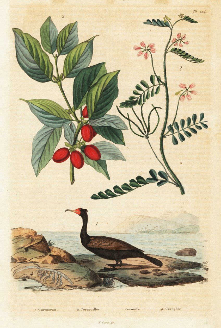 Cormorano, corniolo e veccia scorpione (incisione) da Auguste Dumenil
