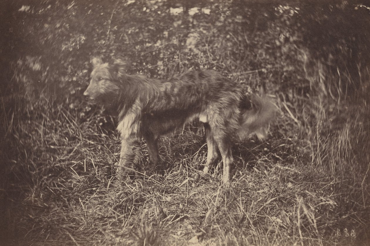 Studio di un cane, fine anni 