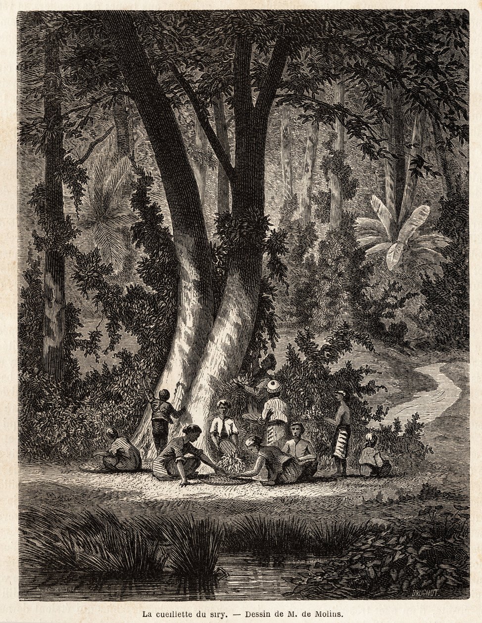 La raccolta di Siri, o betel, la cui foglia rivestita di calce è essenziale per la produzione del Chic locale. Disegno di M. de Molins, per illustrare il suo viaggio a Giava da Auguste de Molins