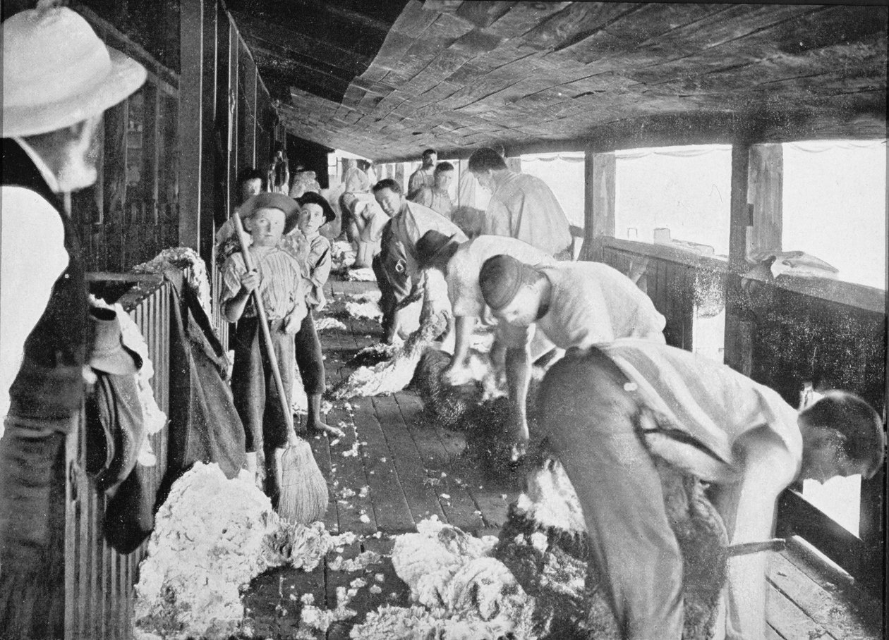 Capannone per la tosatura delle pecore, Queensland, c.1900, da 