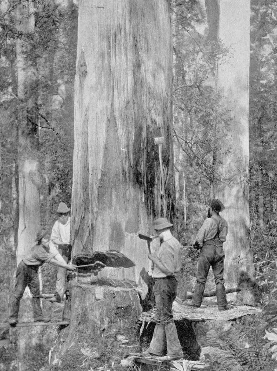 Abbattimento di un albero di eucalipto nella foresta di Huon, Tasmania, c.1900, da 