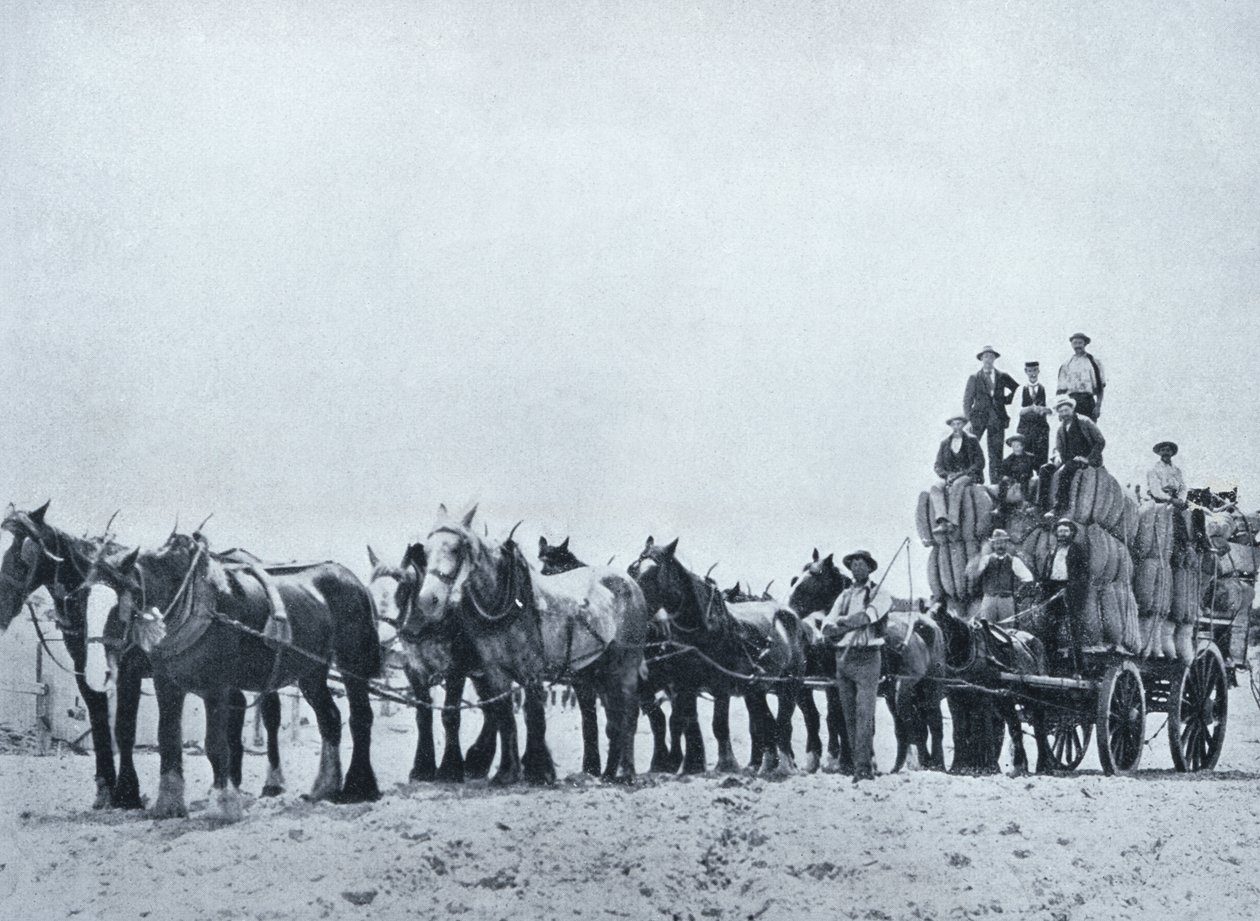 Squadra di trasporto della lana, Australia occidentale, c.1900, da 