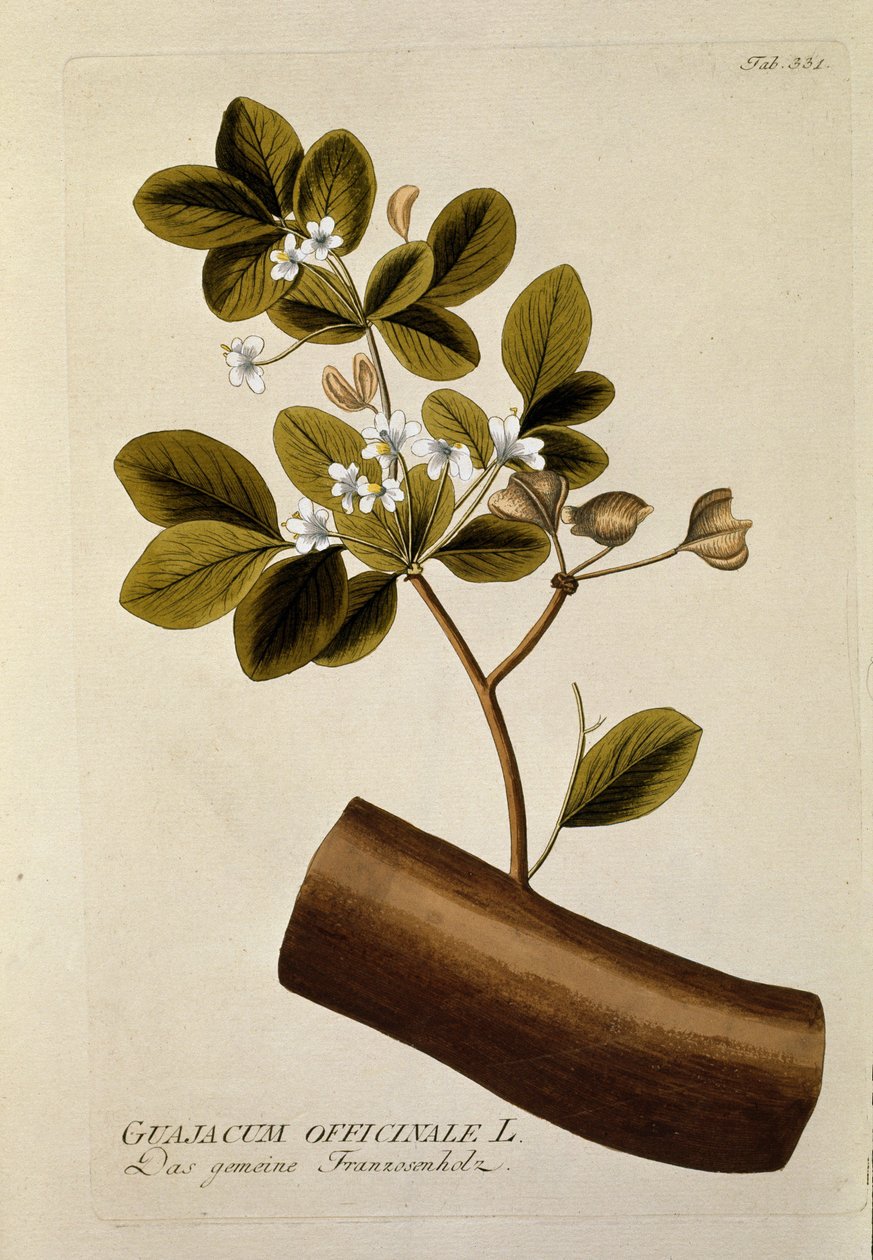 Botanica: "Guajacum officinale" Tavola tratta da "Medicinalium secundum Linnaei digestarum" di Joseph Jacobi Plenck (1735-1807) 1788-1803 Collezione privata da Austrian School