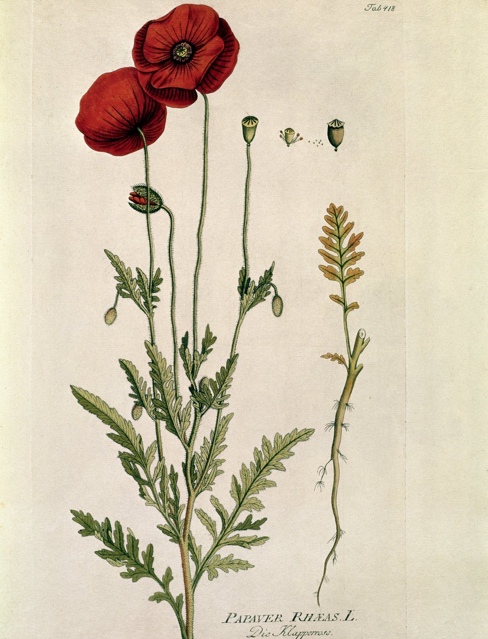 Botanica: "Papavero rosso" (Papaver rhoeas) Tavola tratta da "Medicinalium secundum Linnaei Digestarum" di Joseph Jacobi Plenck (1735-1807) 1788-1803 Collezione privata da Austrian School